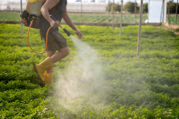 Best Affordable Pest Control Services  in Ellisville, MS